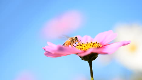 pink cosmos and bee