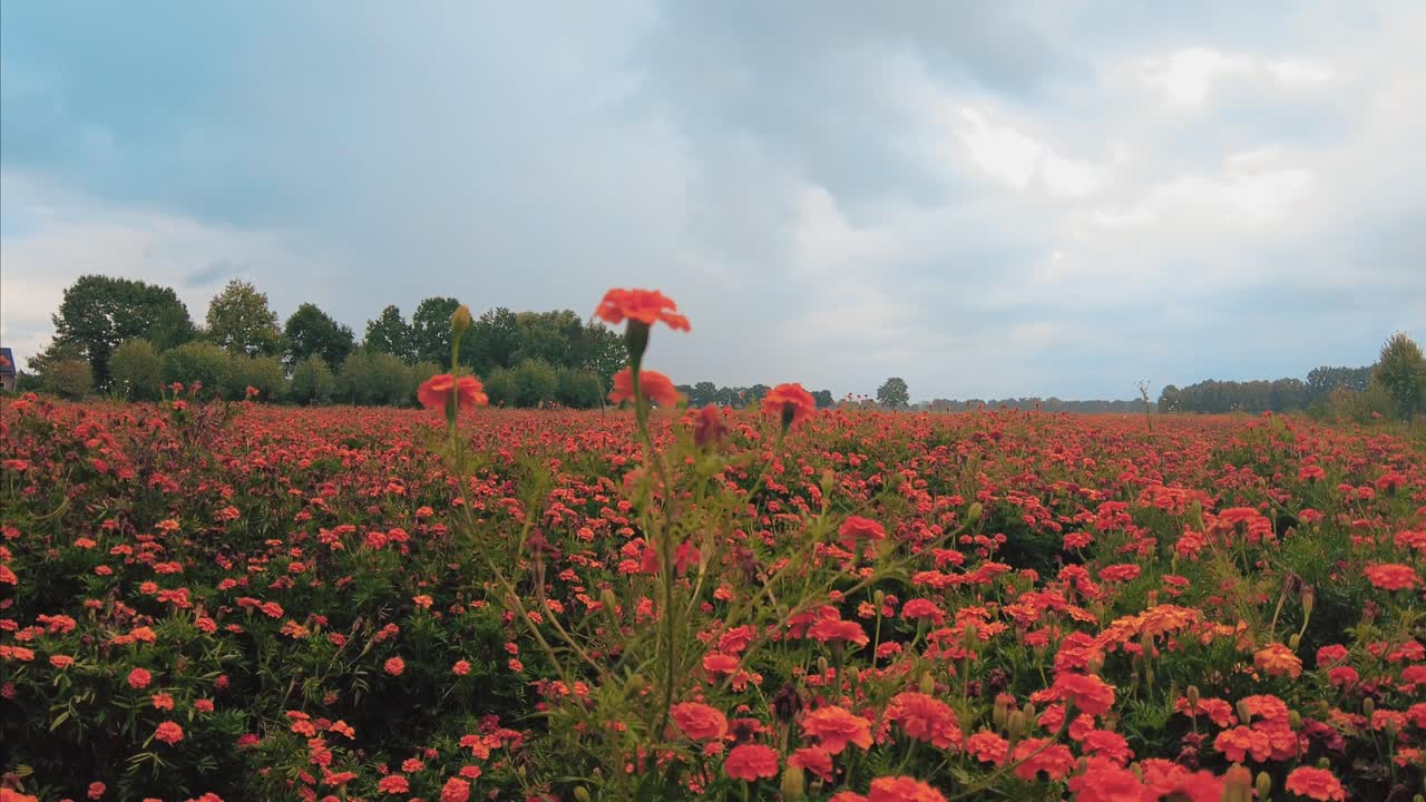 금잔화 꽃 정원 보육원의 근접 촬영에 넓은 오렌지 초원 샷 지브