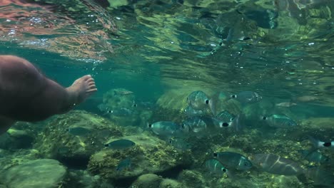 underwater first person view of man legs floating in sea water shoal of fish swimming close in background at lavezzi island in corsica, france