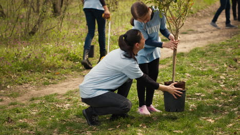 climate activists planting new trees in a woodland ecosystem