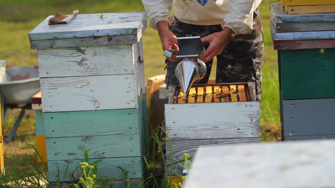Beekeeper trying to pull off a honeycomb full of bees. Unrecognizible worker works at apiary with instruments. Apiculture concept.