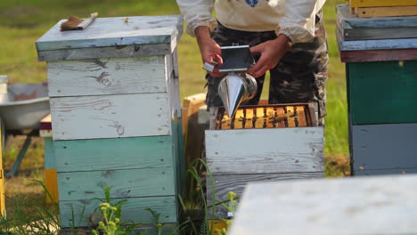beekeeper trying to pull off a honeycomb full of bees. unrecognizible worker works at apiary with instruments. apiculture concept.