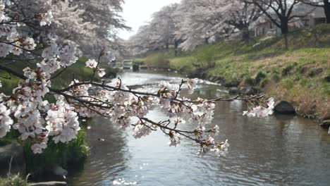 landscape view of the beautiful natural sakura flower with background of small canal with sakura trees on the both side of canal with full-bloom in spring sunshine day time