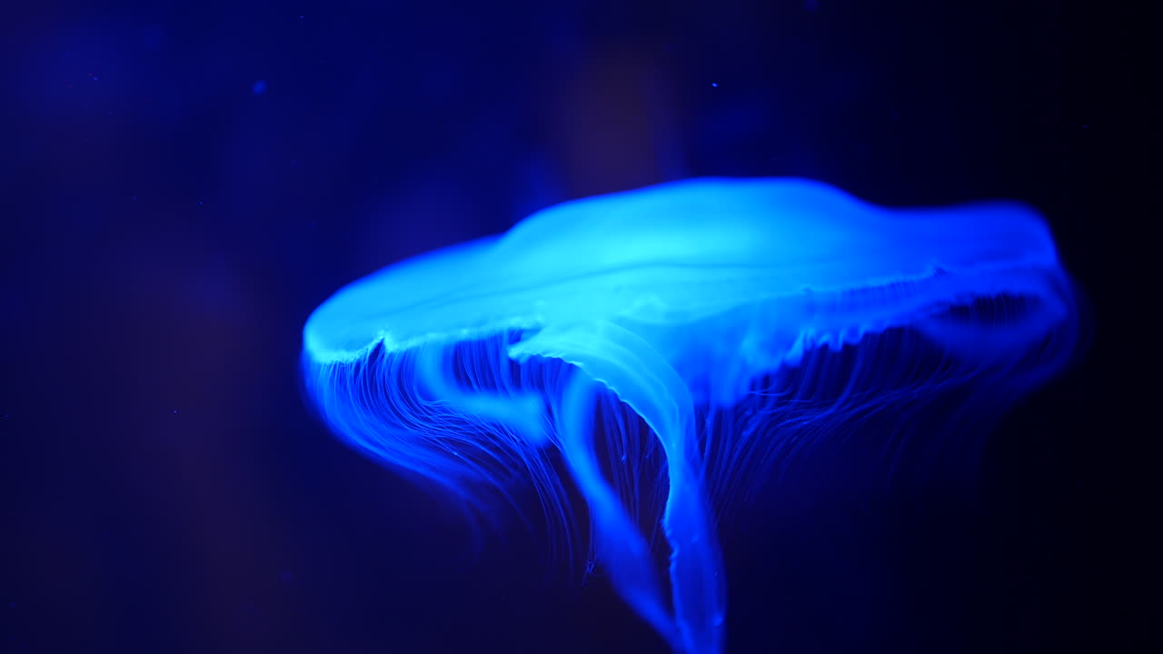Glowing Blue Jellyfish Underwater