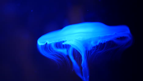 glowing blue jellyfish underwater