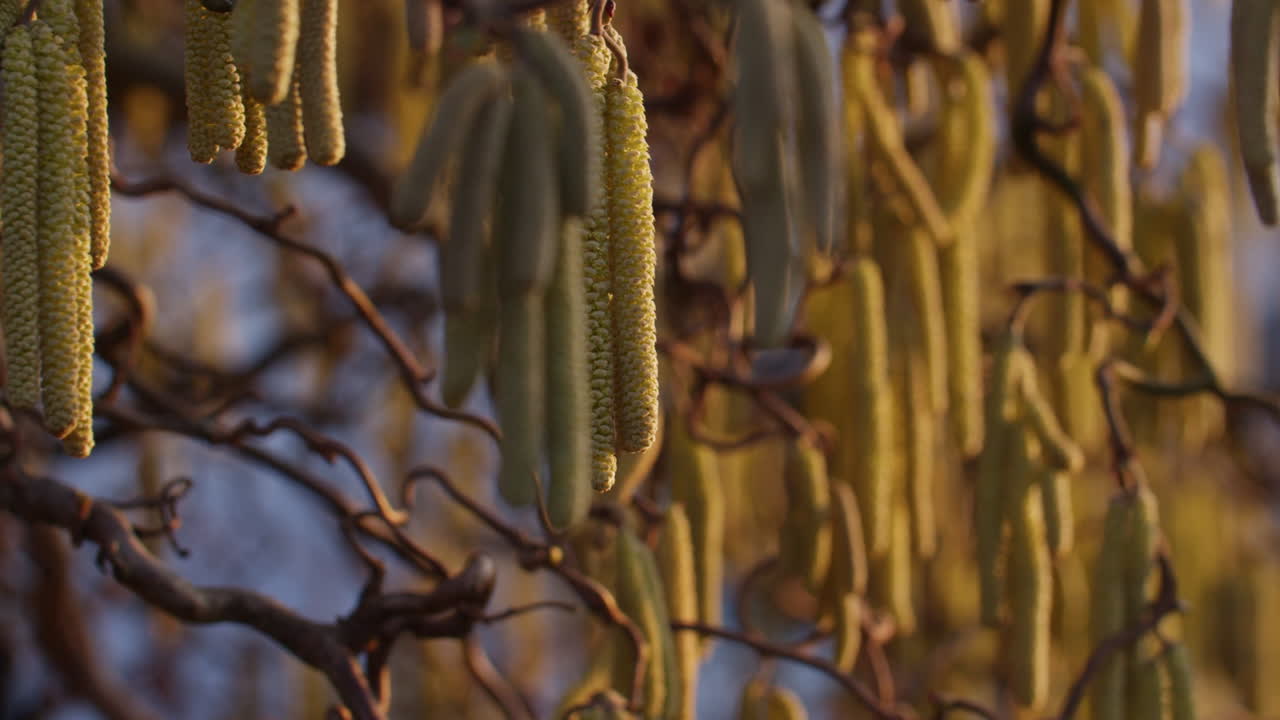 flores de avellana verde moviéndose en el viento en una tarde soleada a finales de febrero