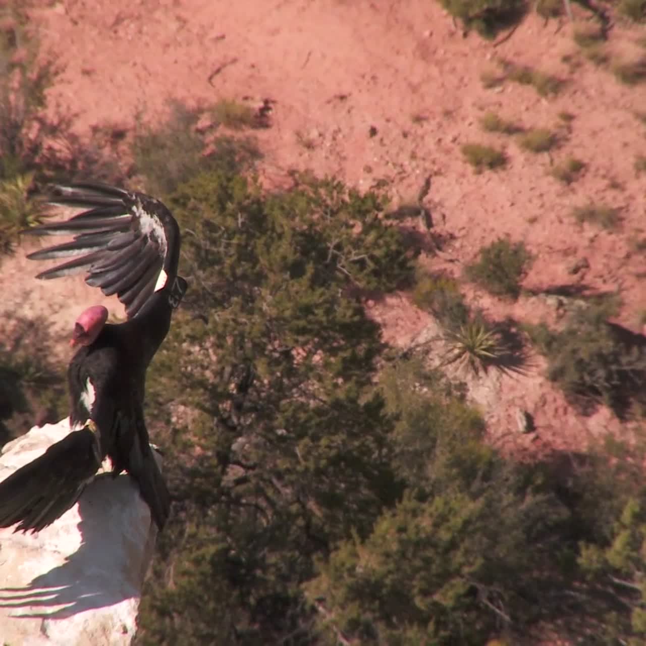 un cóndor se eleva sobre el parque nacional del gran cañón 5