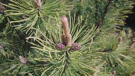 primer plano de conos macho de pino pinus contorta, carretilla de mano, día