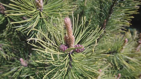 closeup of pinus contorta pine male cones, handheld dolly out, day