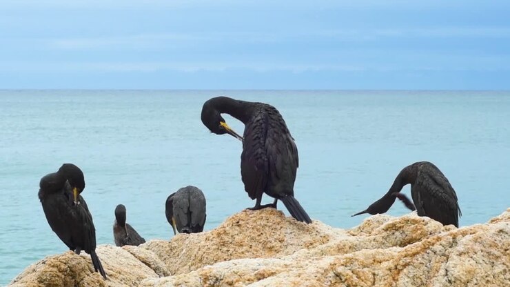 Primo piano di un gruppo di cormorani neri sulle rocce che puliscono le loro piume