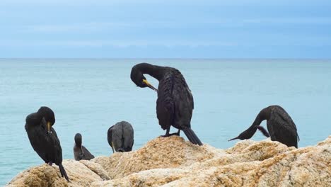 Cerca-De-Un-Grupo-De-Cormoranes-Negros-En-Las-Rocas-Limpiando-Sus-Plumas