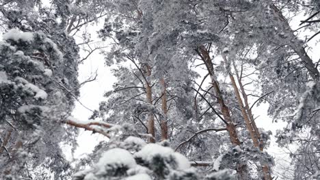 low angle shot of tall conifer trees covered in white snow on a cold winter day