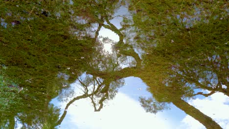 Künstlerische-Ansicht-Von-Stehendem-Wasser-Nach-Einem-Regensturm-Auf-Dem-Golfplatz,-Spiegelung-Von-Pinien-Und-Sonnenlicht-Auf-Dem-Wasser