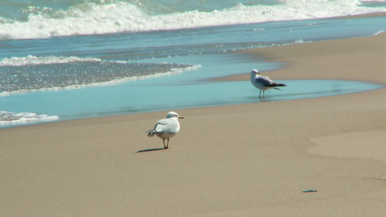 Two Seagulls On A Sandy Beach With Turquoise Water And White Wave In The Background in Indiana Dunes National Park, USA. - static shot