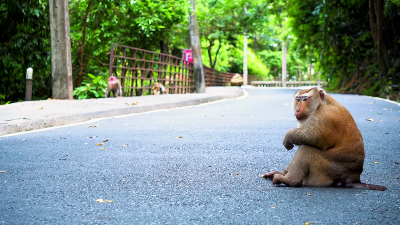 el mono está sentado en el camino en el parque. asia, bosque tropical, parque nacional