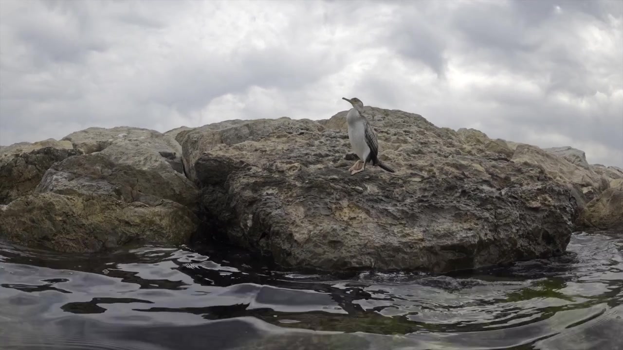 Cormorano in piedi su scure rocce costiere con increspature d'acqua in primo piano e un cielo coperto in una giornata uggiosa.