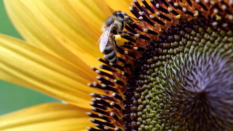 bee on sunflower