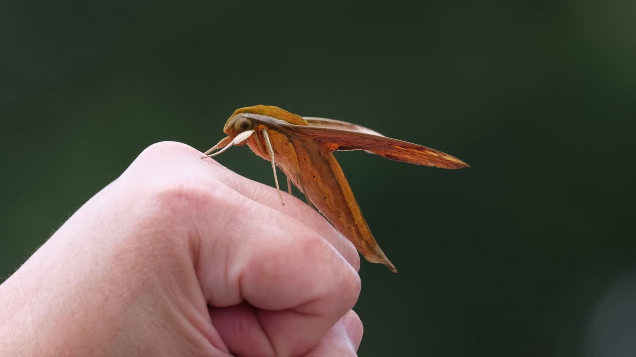 Seen landed on the fist of a person, lovely dark green background