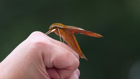 Seen-landed-on-the-fist-of-a-person,-lovely-dark-green-background