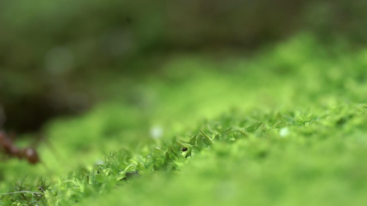 Close-up view showing ants in motion over a green surface