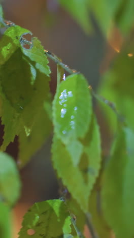 hojas verdes húmedas balanceándose suavemente en el viento, iluminadas por la luz bokeh dorada contra un fondo suave y borroso, con gotas brillantes y un brillante resplandor vespertino