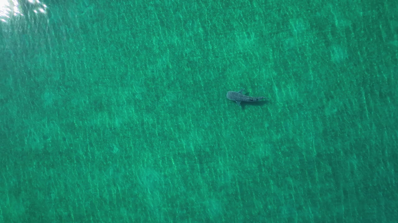 Birdseye drone shot above a whale shark (Rhincodon typus) diving in tranquil water