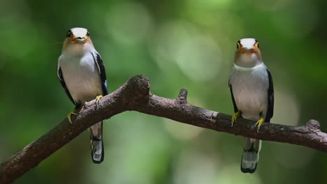 male and female silver-breasted broadbill serilophus lunatus perched on a branch, both has insects as food inside their mouths