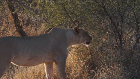 Lioness-sniffing-african-savannah-bush,-smelling-unknown-scent