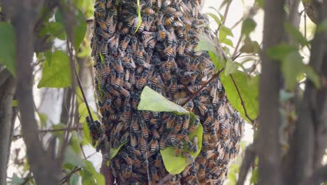 medium shot of a bee colony swarming over a honeycomb structure through the branches