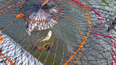 stingray caught in net at surfers paradise