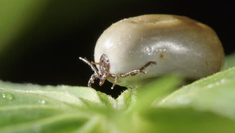 Parasitäre-Zecke-Mit-Aufgeblähtem-Körper-Voller-Blut-Auf-Grünem-Adlerfarn