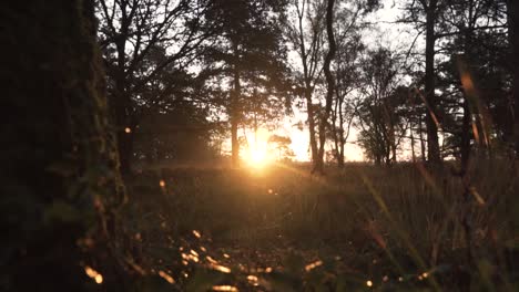 golden sunset in the forest