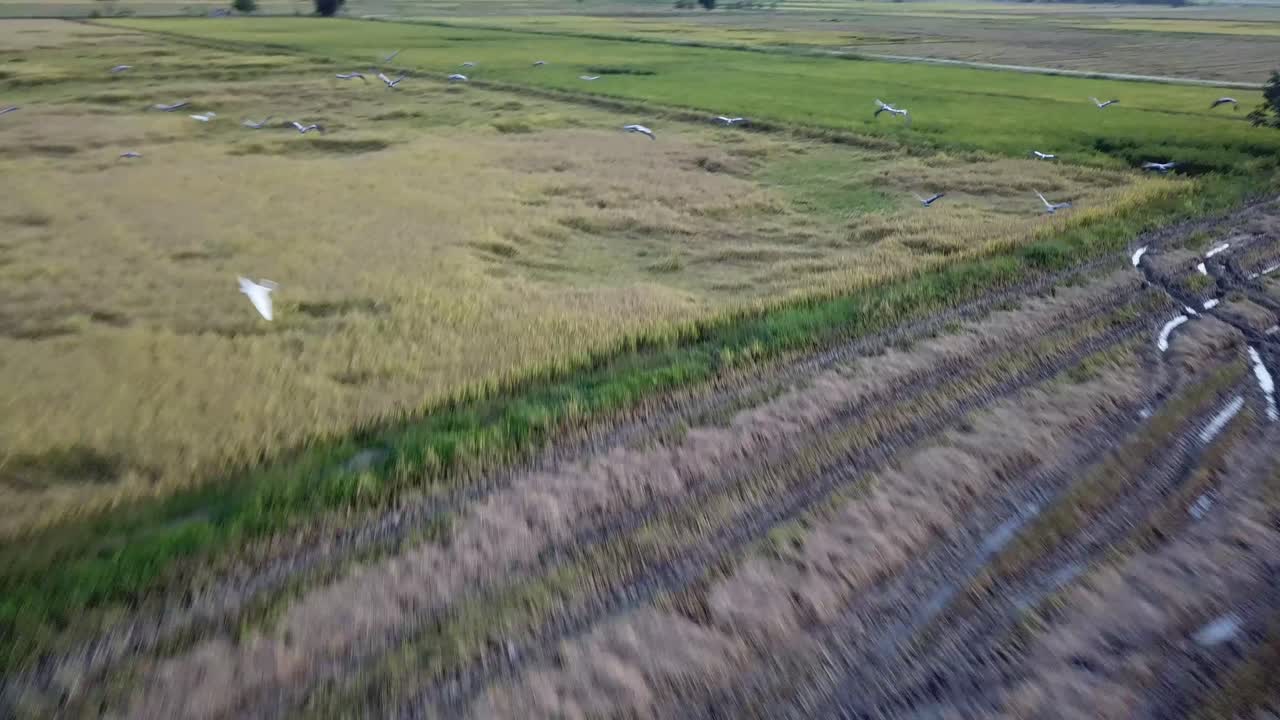 아시아 오픈빌 파리 (asian openbill fly) 는 동남아시아 말레이시아의 고향이다.