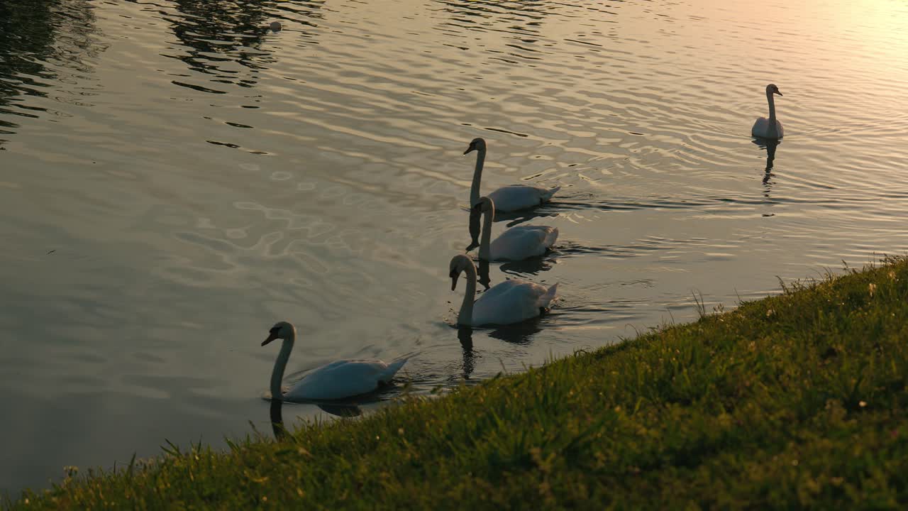 cinco cisnes nadando con gracia cerca de una orilla de lago herbosa al atardecer en el lago jarun, zagreb