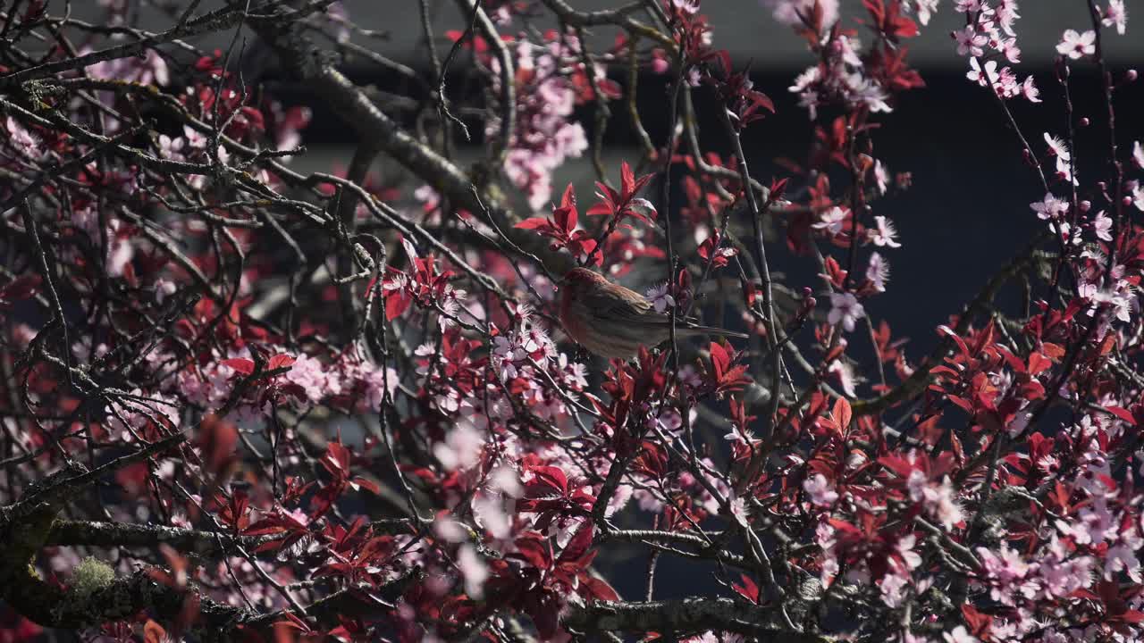 캐나다에서 봄 동안 벚꽃 나무에서 꽃잎을 먹는 붉은 명금