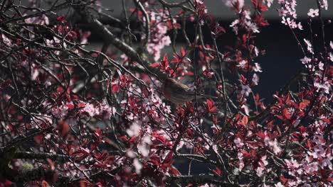 red songbird eating petals from a cherry blossom tree during spring in canada