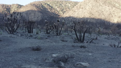 aftermath of a wildfire: burned landscape