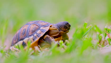 macro de bajo ángulo de vista lateral de un lindo bebé somnoliento tortuga angular en la hierba