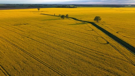 evening sun glows over golden rapeseed farmland from sky