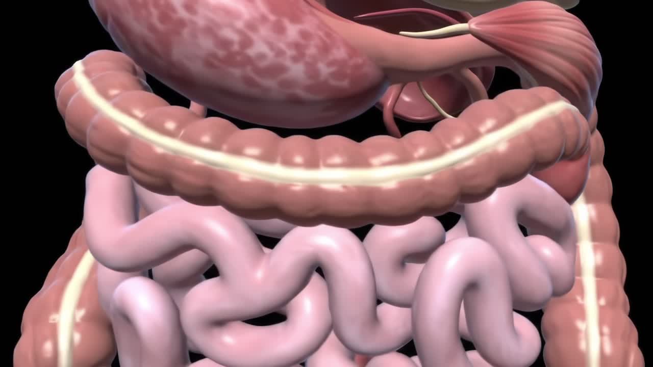 Detailed 3D Visualization of the Human Digestive System: Exploring the Anatomy and Functionality of Organs from Stomach to Intestines