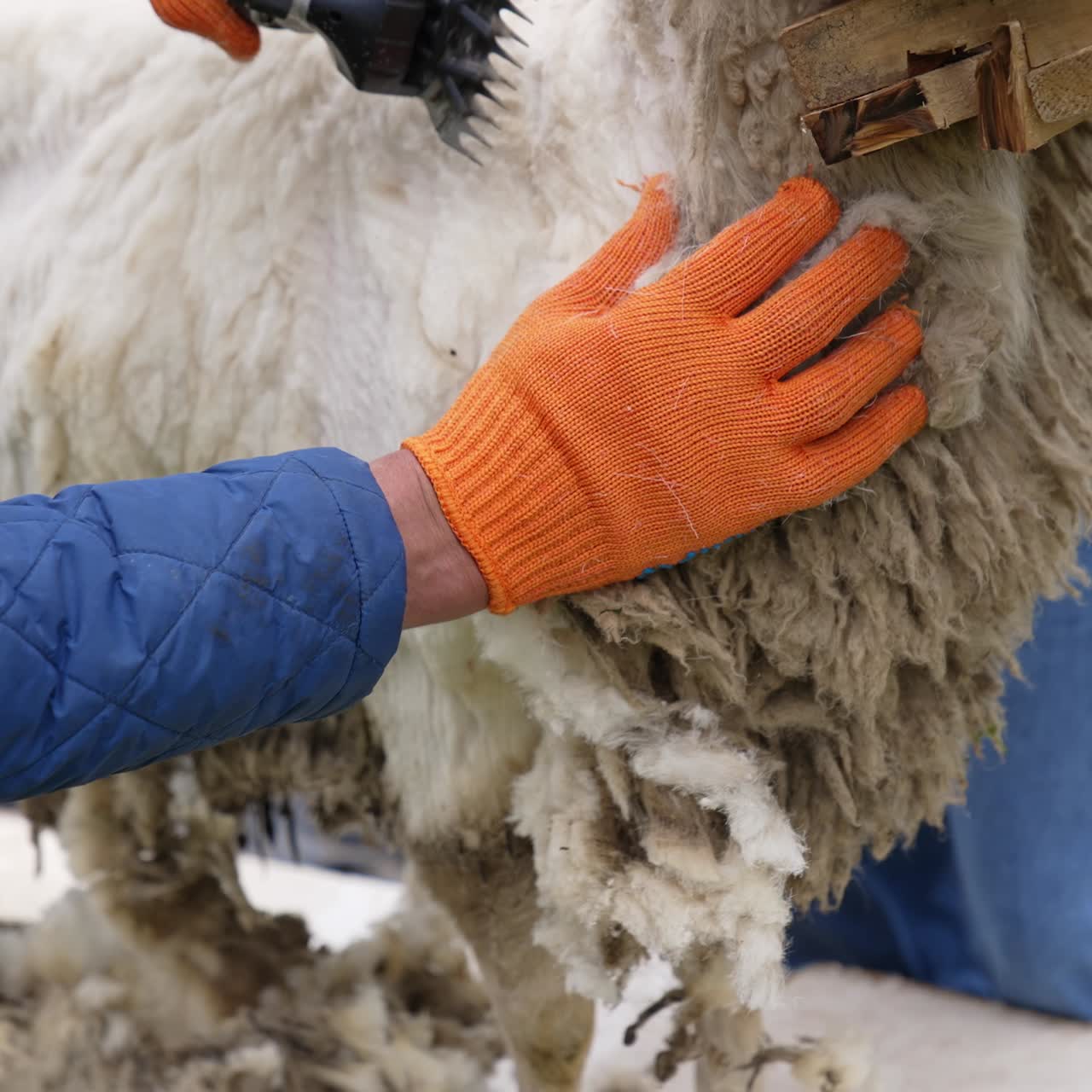 Farmer shearing wool sheep. Wool being sheared off sheep by farmer