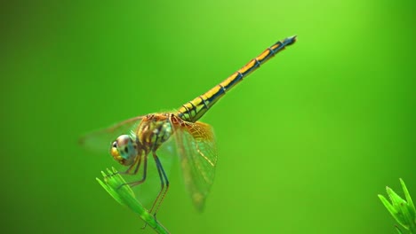 Close-up-of-an-isolated-green-dragonfly-standing-still-and-resting-in-the-middle-of-its-natural-habitat,-bokeh-shot