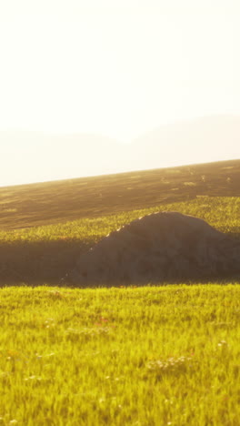 spring meadow with flowers on sunset