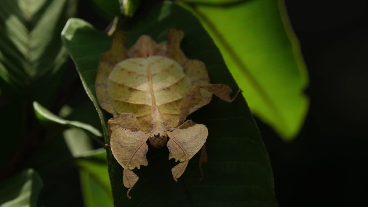 insecto de hoja javanés, phyllium pulchrifolium, hembra, forma amarilla, imágenes de 4k
