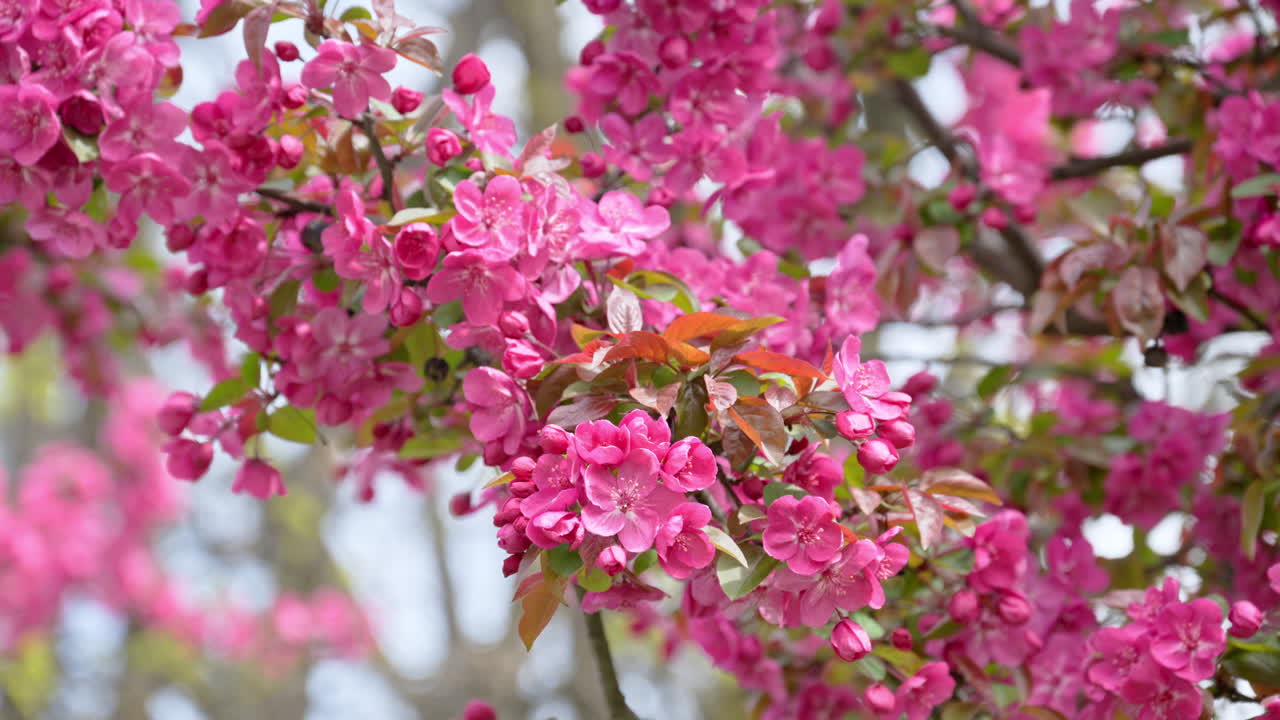 Close up of pink flowers on an apple tree in daylight with a blurred background