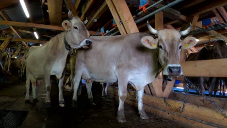 vacas suizas en granero