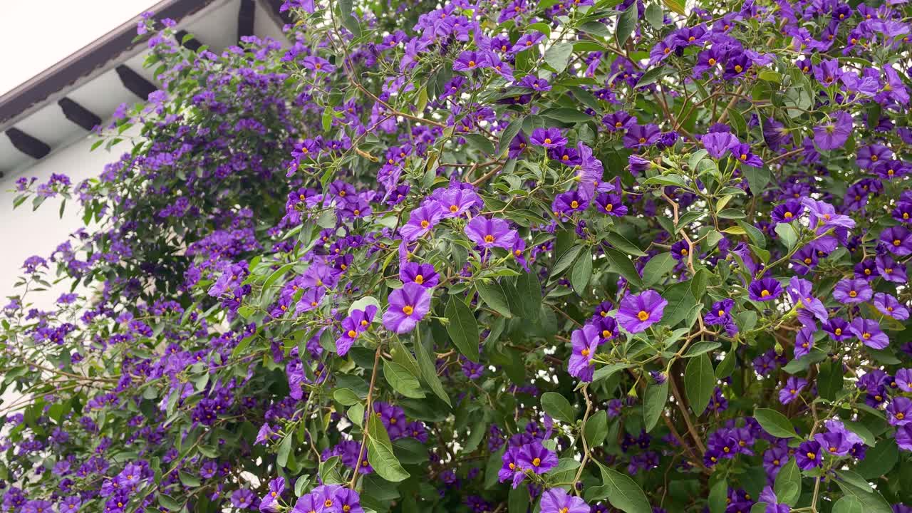 Slow motion filming of a magnificent specimen of Lycianthes rantonnetii showing its violet flowers with a yellow floral receptacle, all accompanied by its striking green leaves, there is movement