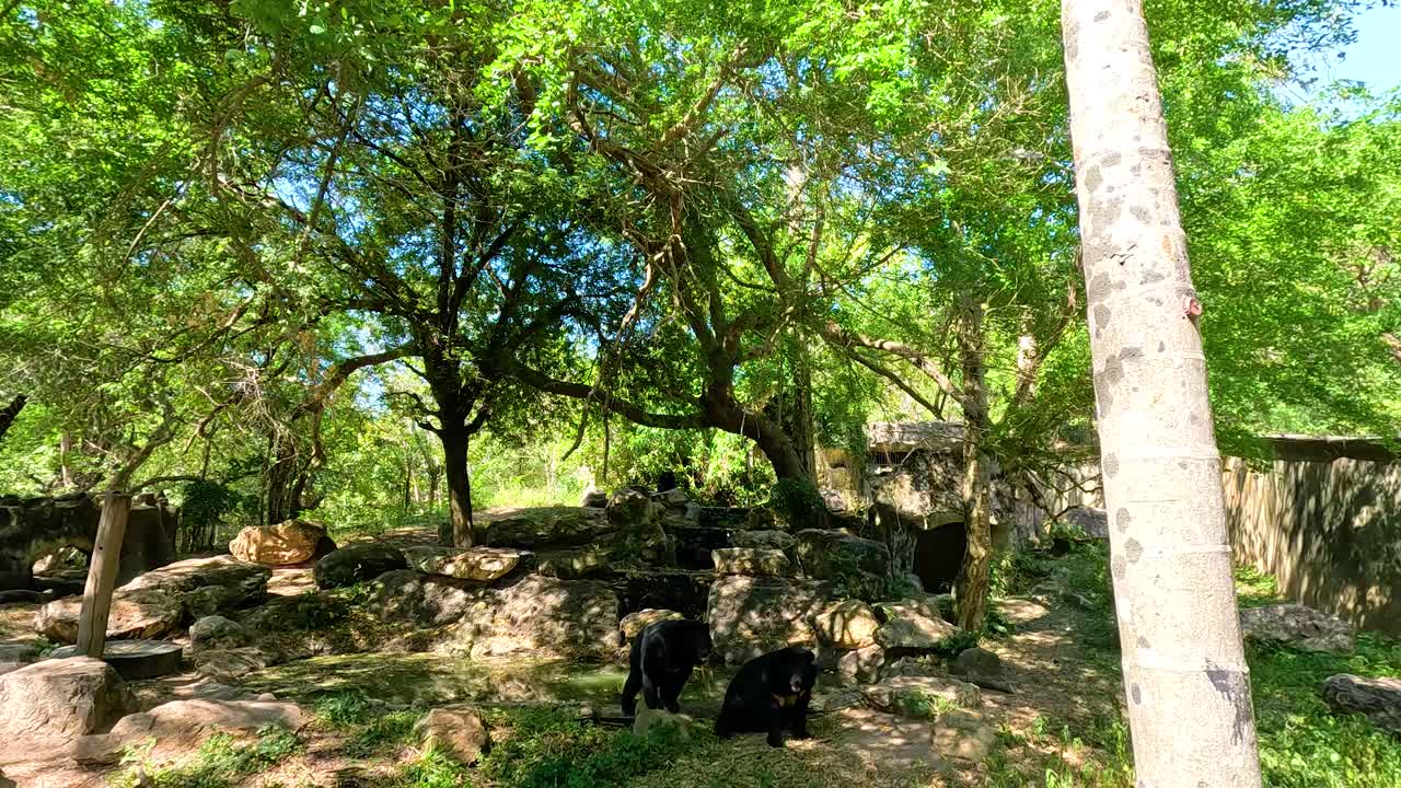 American black bears roam a lush, sunlit enclosure at Khao Kheow Open Zoo, surrounded by vibrant greenery and natural rock formations