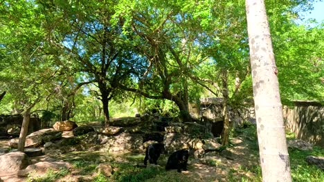 american black bears roam a lush, sunlit enclosure at khao kheow open zoo, surrounded by vibrant greenery and natural rock formations