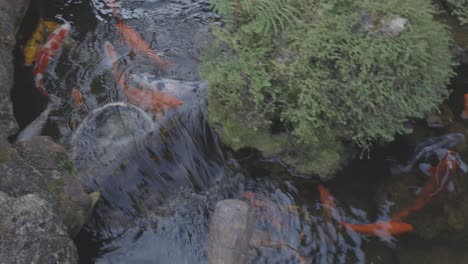 fishes swimming in a pond in 4k